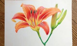 忘忧草代表什么意思 忘忧草代表什么意思